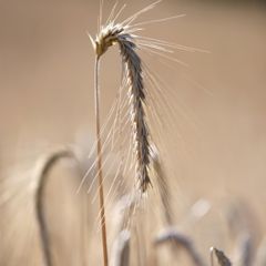 Spiga di grano