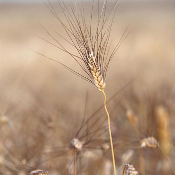 Spiga di grano kamut khorasan