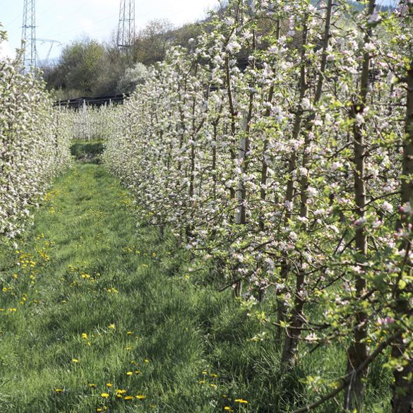 Streuobstwiese